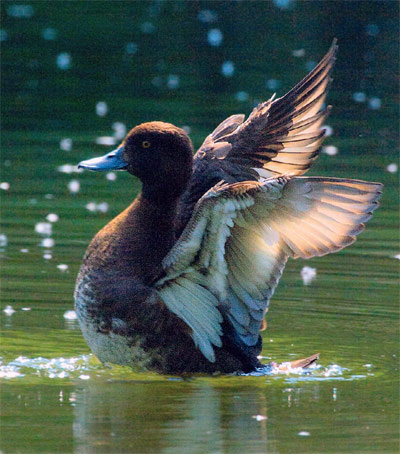 Летом на городских прудах можно увидеть не только широко распространённую крякву, но и других уток, например хохлатую чернеть (Aythya fuligula, на снимке: самка) или огаря
