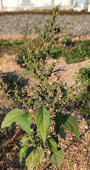 Циклахена. Фото с сайта molbiol.ru