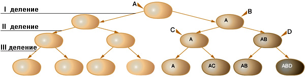Рис. 2. Схема клонального расщепления потомства мутантной клетки. А, В, С и D – случайно возникшие мутации. Изображение: «Химия и жизнь»