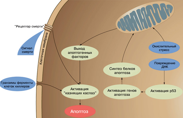 Рис. 3. Программу клеточной гибели могут активировать разные сигналы. Изображение: «Химия и жизнь»