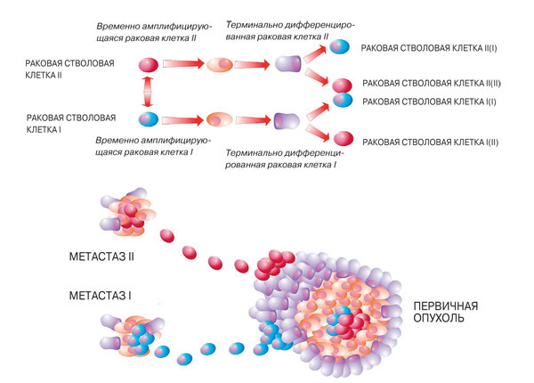 Схематическое изображение возможных механизмов гетерогенности опухолевых клеток. Внизу — фенотипические различия раковых клеток первичной опухоли и метастазов. Схема сильно упрощена, поскольку не учитывает фенотипические различия между вторичными метастатическими РСК и первичными инициирующими РСК. Вверху — схема путей генерации опухолевой гетерогенности. Рисунок автора