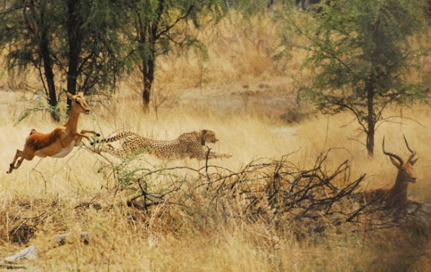 О необходимости маневра. Гепард охотится за импалой в северной Ботсване. Хорошо видно, что животные мчатся в разные стороны. Фотография Кристины Голабек, соавтора Алана Уилсона