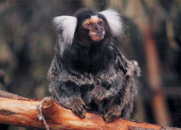Портрет мармозетки. Эти обезьянки ведут «коммунальное хозяйство» и всегда готовы разделить трапезу с родственниками. Фото К. Шрауфа, «Природа»