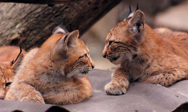 Рысята. Общество сородичей приятно рыси только в детстве. Фото П. Б. Рябко, «Природа»