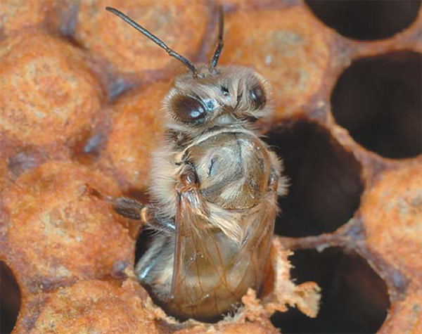 «Новорожденная» пчела. Ей предстоит пройти разные ступени карьерной лестницы, от няньки до разведчицы. Фото В. М. Карцева, «Природа»