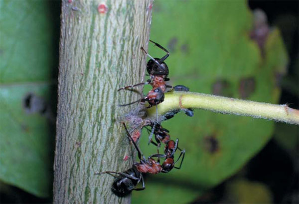 На «ферме» рыжих лесных муравьев. Разделение труда у них основано на поведенческой и социальной специализации. Здесь «пастух» передает «транспортировщику» падь, «надоенную» у тлей, «охранник» готов отразить нападение. Фото Т. А. Новгородовой, «Природа»