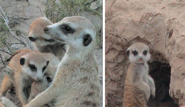 Сурикаты: мать с потомством и детеныш в охранной позе. Фото Л. Холлен, «Природа»