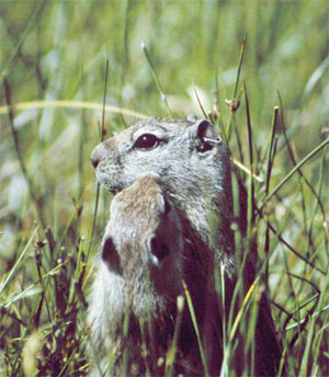 Сцена опознания. Суслики проверяют соответствие запаха каждого встречного с хранящимися в памяти индивидуальными «запаховыми образами» членов своей колонии. Из архива Корнуэлльского университета. Изображение «Природа»