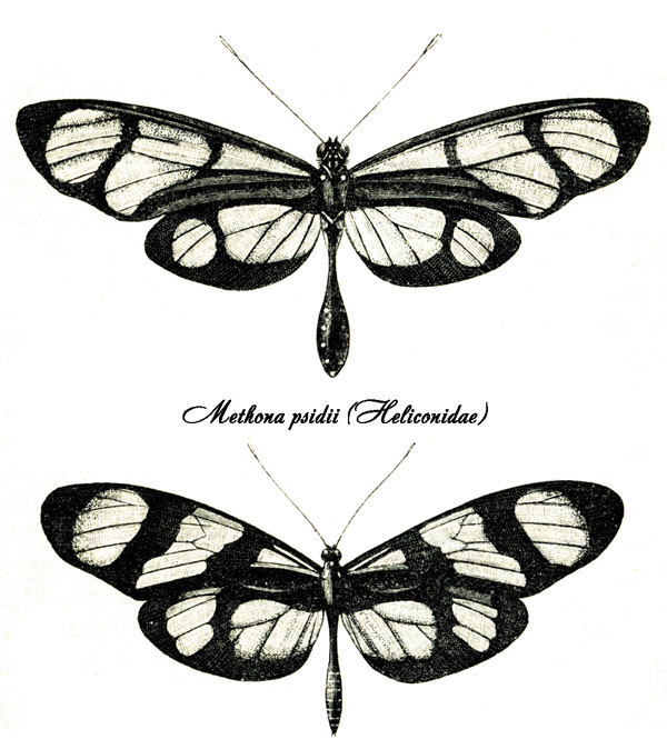 Рисунок из гл. «Предостерегающая окраска и маскировка» кн. А. Уоллеса «Дарвинизм. Изложение теории естественного отбора и некоторые из ее приложений». По: (Уоллес, 1898)