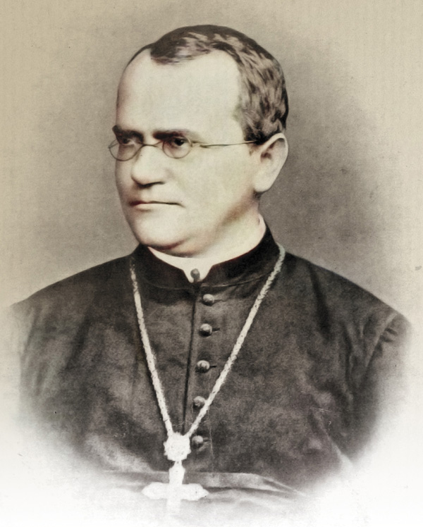 Первый генетик — крестьянский сын Иоганн Мендель, ставший настоятелем августинского монастыря Святого Томаша в Брюнне, — провел свои знаменитые опыты по скрещиванию разных сортов гороха на маленьком участке в монастырском саду (фото внизу)