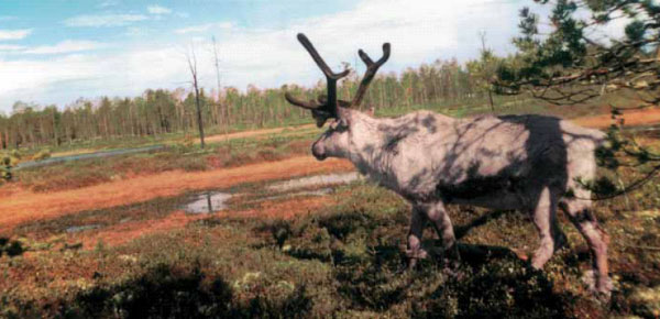 Вожак оленьего стада (фото: «Наука из первых рук»)