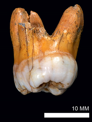 Зуб «денисовского» человека наряду с фрагментом фаланги мизинца стал для генетиков ключом к геному неведомого ранее вида людей