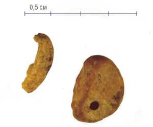 Фаланга мизинца древнего человека, обнаруженная в Денисовой пещере