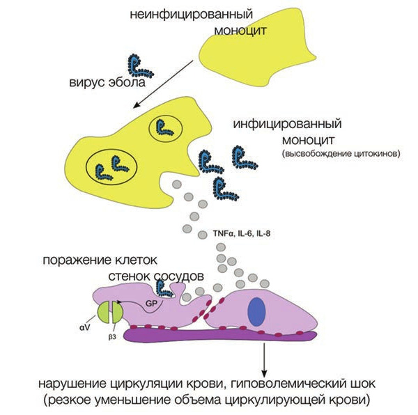 Рис. 1. Зараженные иммунные клетки неконтролируемо производят провоспалительные сигнальные молекулы (цитокины). Цитокины вместе с вирусом Эболы действуют на клетки стенок сосудов (клетки эндотелия), вызывая нарушение целостности сосудов и кровотечение