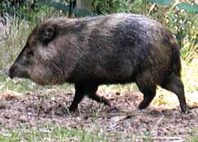 Ошейниковый пекари (<i>Pecari tajacu</i>). Фото Adrian Pingstone с сайта «Википедия»