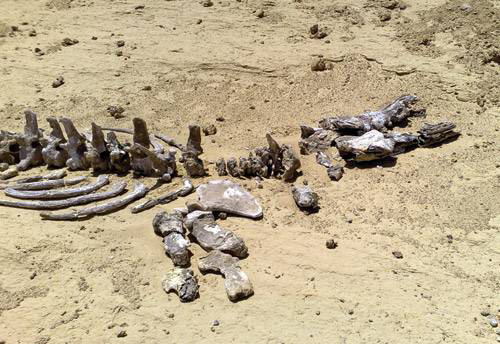 Каменистые пустыни типа Гоби — настоящий подарок для палеонтологов. Здесь вода и ветер препятствуют образованию почвы и растительности. Эрозия обнажает слои древних геологических эпох, и кости доисторических животных оказываются буквально на поверхности. Изображение: «Популярная механика»