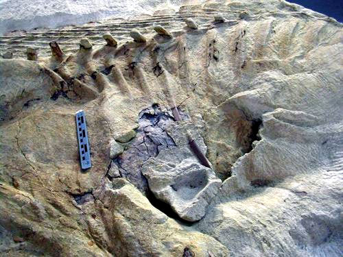 Остатки древних чудовищ, населявших Землю десятки миллионов лет назад, практически слились с камнем — требуется огромный труд, чтобы отнять их у вечности. Изображение: «Популярная механика»