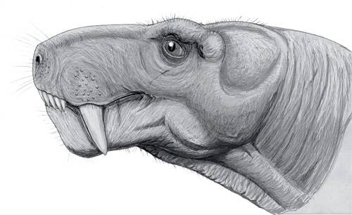 Рубиджея. Рисунок реконструирует вид одного из палеозойских звероящеров (терапсид из подкласса синапсид). Эти хищники отличались от прочих рептилий функциональной дифференциацией зубов — отсюда и «звероподобность». Терапсиды считаются предками млекопитающих, а значит, и человека. Изображение: «Популярная механика»