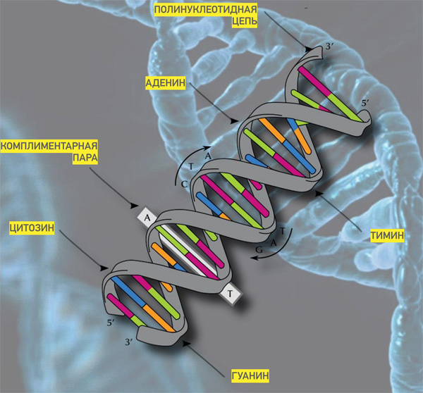 <b>Дезоксирибонуклеиновая кислота</b><br>Двойная спираль ДНК — это не что иное, как программный код, общий для всех живых организмов на Земле. По простоте и универсальности он стоит на одной ступени с машинным двоичным кодом