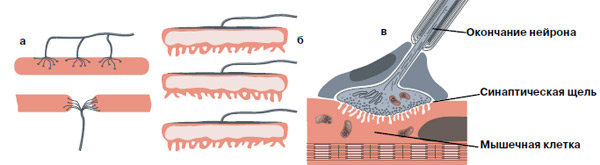 Рис. 1. Нервные окончания, соединенные с мышечными клетками (а) и с электроцитами (б). Принцип один и тот же, но отличается пространственная организация: электроциты, собранные в столбик, подобно контактным парам вольтова столба, создают заряд с одной и той же стороны. Справа (в) — структура нервно-мышечного синапса. Изображение: «Химия и жизнь»