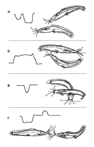Рис. 5. Иллюстрация из статьи Барона, Орлова и Голубцова (1994): африканский клариевый сом C.gariepinus тоже производит разряды, но только при «общении» с себе подобными — например, при агрессии. Изображение: «Химия и жизнь»