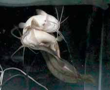 Рис. 8. Любовь сомов (вид снизу). Изображение: «Химия и жизнь»