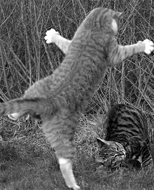 Изображение «Экология и жизнь»