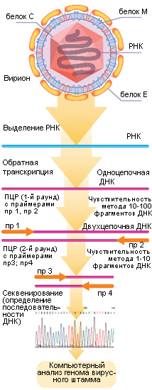 Схема молекулярно-генетических исследований вируса клещевого энцефалита. Белок C образует нуклеокапсид, содержащий геномную РНК вириона, а его оболочка состоит из липидного слоя мембран эндоплазматической сети хозяйских клеток, захваченного вирусом при размножении, и двух вирусных белков — М и Е (изображение: «Наука из первых рук»)
