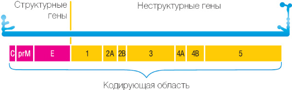 \&\#39\;Геном вируса — одноцепочечная линейная молекула РНК с короткими некодирующими областями на концах. Кодирующая область содержит гены структурных белков, входящих в состав самих вирусных частиц, а также белков, необходимых для размножения вируса в клетка