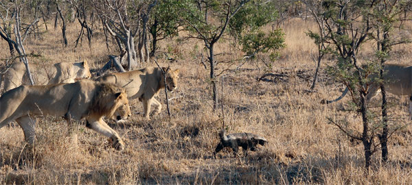 В южно-африканской саванне львы преследуют медоеда, гепард — антилопу, не имея изначальной гарантии на успех... Жертва — хищник. Эволюция совершенствует и того и другого, наделяя ловкостью, манёвренностью, умением быстро бегать