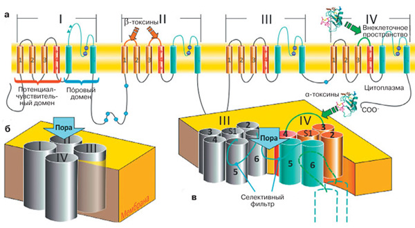 Сигналы передаются по нервной сети благодаря потенциалу действия, распространяющемуся вдоль нейрона. Этот процесс начинается с активации потенциал-чувствительных натриевых каналов. Канал состоит из четырёх похожих фрагментов-повторов (а), обозначенных I—IV. Каждый фрагмент содержит шесть трансмембранных α-спиралей. Четыре спирали (S1—S4) формируют потенциал-чувствительный домен. Общий для канала поровый домен образован восемью спиралями, по две (S5 и S6) от каждого повтора. Четвёртая спираль в каждом потенциал-чувствительном домене положительно заряжена. Она выполняет роль сенсора потенциала. На рисунке показаны места, с которыми связываются α- и β-токсины скорпионов. В пространстве повторы структуры потенциал-чувствительного натриевого канала располагаются вокруг общей оси (б). Центральный поровый домен канала образован восемью спиралями, а потенциал-чувствительные домены расположены на периферии. Участок между спиралями S5 и S6 содержит «селективный фильтр» (в), обеспечивающий избирательное пропускание ионов Na+