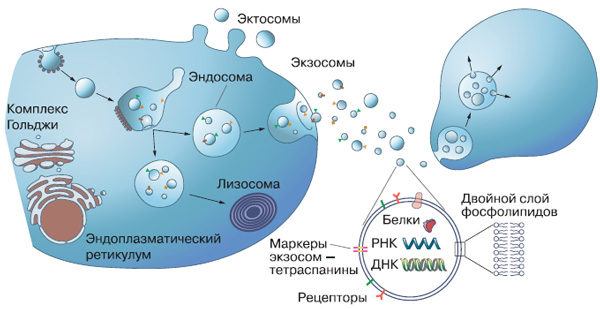 Образование экзосом и эктосом, передача их от клетки-отправителя к адресату. Внизу — «обобщенная» экзосома в увеличенном виде