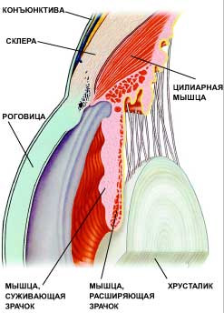 Строение глаза. Внешняя оболочка глазного яблока называется склерой. Переднюю часть глаза закрывает прозрачная роговица. Хрусталик фокусирует световой поток на сетчатую оболочку, состоящую из светочувствительных клеток. Цилиарная мышца позволяет хрусталику аккомодировать — менять свою форму в зависимости от расстояния до предмета (изображение: «Наука и жизнь»)