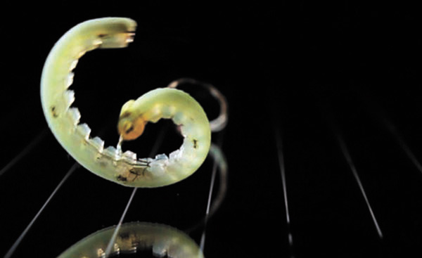 Робот-гусеница (фото: National Geographic, сентябрь 2012 — ase.tufts.edu)