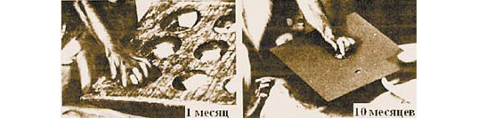 Обезьяна в возрасте одного месяца для того, чтобы взять крупный предмет из крупной ячейки, использует все пальцы на руке. Та же самая обезьяна через девять месяцев способна без труда взять даже маленький объект уже лишь двумя пальцами - большим и указательным. Такой прогресс в развитии тонких движений пальцев происходит благодаря прорастанию отростков (аксонов) нейронов коры больших полушарий к нейронам спинного мозга, напрямую контролирующим мышцы пальцев. Фотографии взяты из статьи: Kypers H.G.J.M. Progress in Brain Research, 1982, v. 52, pp. 381-401 (с любезного разрешения издательства Elsevier, 2006 год) (фото из журнала \&\#39\;Наука и жизнь\&\#39\;)