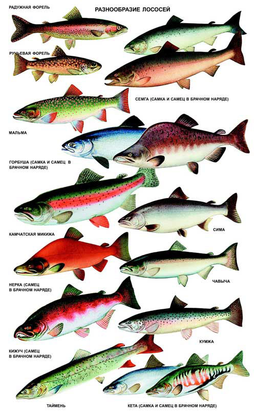 Лососевые (Salmonidae) — одно из трех семейств отряда лососеобразных (Salmoniformes), включающее более 50 видов и тысячи разновидностей. За 50 млн лет эволюции лососи расселились практически по всему миру, научились выживать в самых разнообразных условиях и изменять для этого по необходимости не только цвет, но и форму тела, «заимствуя» друг у друга отдельные его части. Рис. Н. Кондакова («Наука и жизнь»)