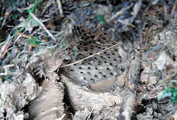 Всё прошло успешно, яйца отложены