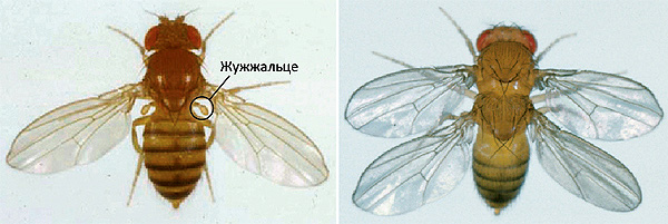 Работа генов определяет устройство тела любого животного. Даже одиночная мутация может приводить к весьма выразительным эффектам. На фото: слева — плодовая мушка дикого типа, справа — мутант с нарушенной работой одного-единственного гена Ubx. Результат мутации — две пары крыльев