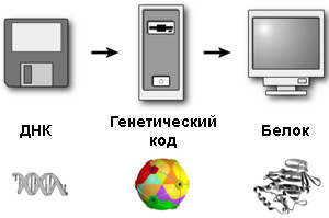 Генетический код одинаков для всех без исключения живых существ. Если ген каким-то образом попадет внутрь чужой клетки, ее аппарат уверенно считает с него никогда прежде не виданный белок (изображение с сайта www.codefun.com)