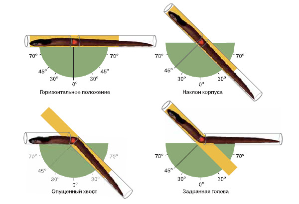 Рис. 1. Устройство для сгибания и наклона змеи под разными углами. Изображение: «Химия и жизнь»