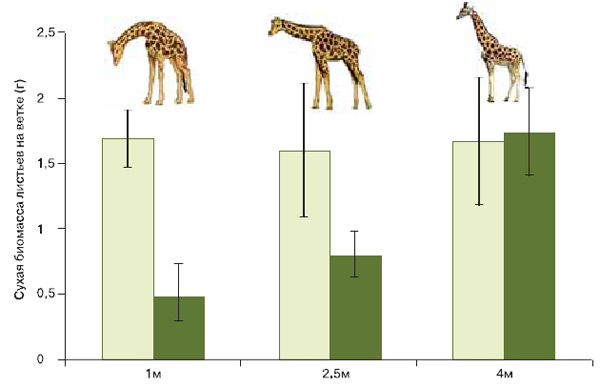 Рис. 4. Акации, обнесенные высокой оградой, доступны только жирафам и объедены равномерно. Деревья общего пользования обглоданы наподобие зонтика. Светлые прямоугольники — огороженные акации, темные — неогороженные. Изображение: «Химия и жизнь»