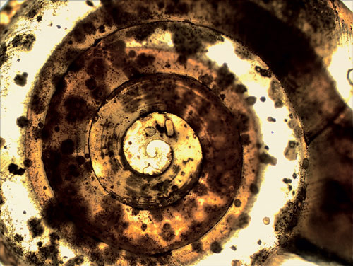 Детёныш улитки. Увеличение 40×