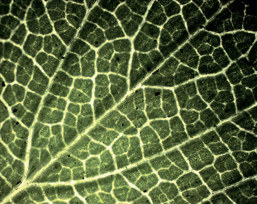 Лист земляники. Увеличение 40×