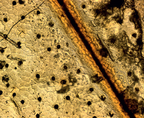 Плёнка на спине таракана. Увеличение 400×