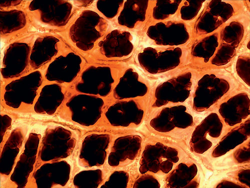 Кожура сливы. Увеличение 1000×