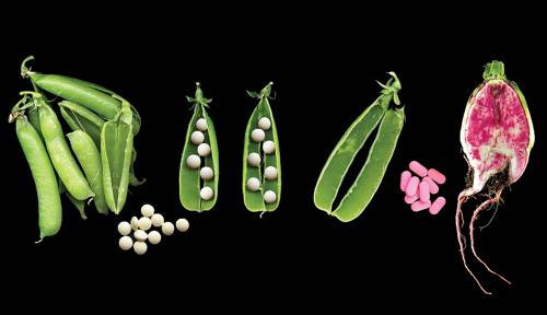 Почему-то в народе сложилось стойкое убеждение, что официальная медицина — сборище коновалов, вооруженных «химией», а гомеопатия — филиал небесной канцелярии (по возможностям) и самой матушки-природы (по арсеналу средств). Изображение «Популярная механика»