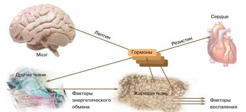 Действие гормонов жировой ткани. Изображение: «Химия и жизнь»