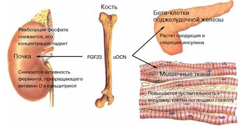 Скелетные гормоны. Изображение: «Химия и жизнь»