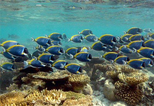 Стая белогорлых рыб-хирургов (Acanthurus leucosternon). Рыбы-хирурги — растительноядные и активно выедают водоросли на рифе.