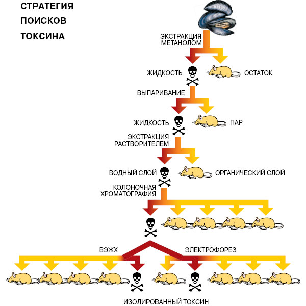 Стратегия поисков токсина. Изображение: «Наука и жизнь»